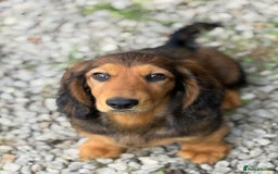 Dachshund dogs for sale: Long Coated Standard Dachshund, Crufts potential!  - Image 5