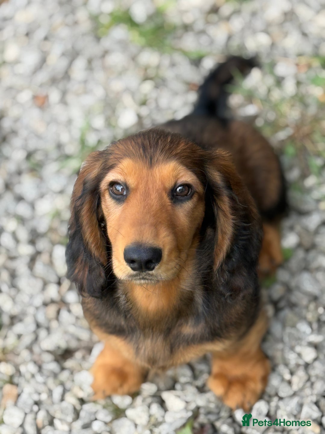 Dachshund dogs for sale: Long Coated Standard Dachshund, Crufts potential!  - Image 5