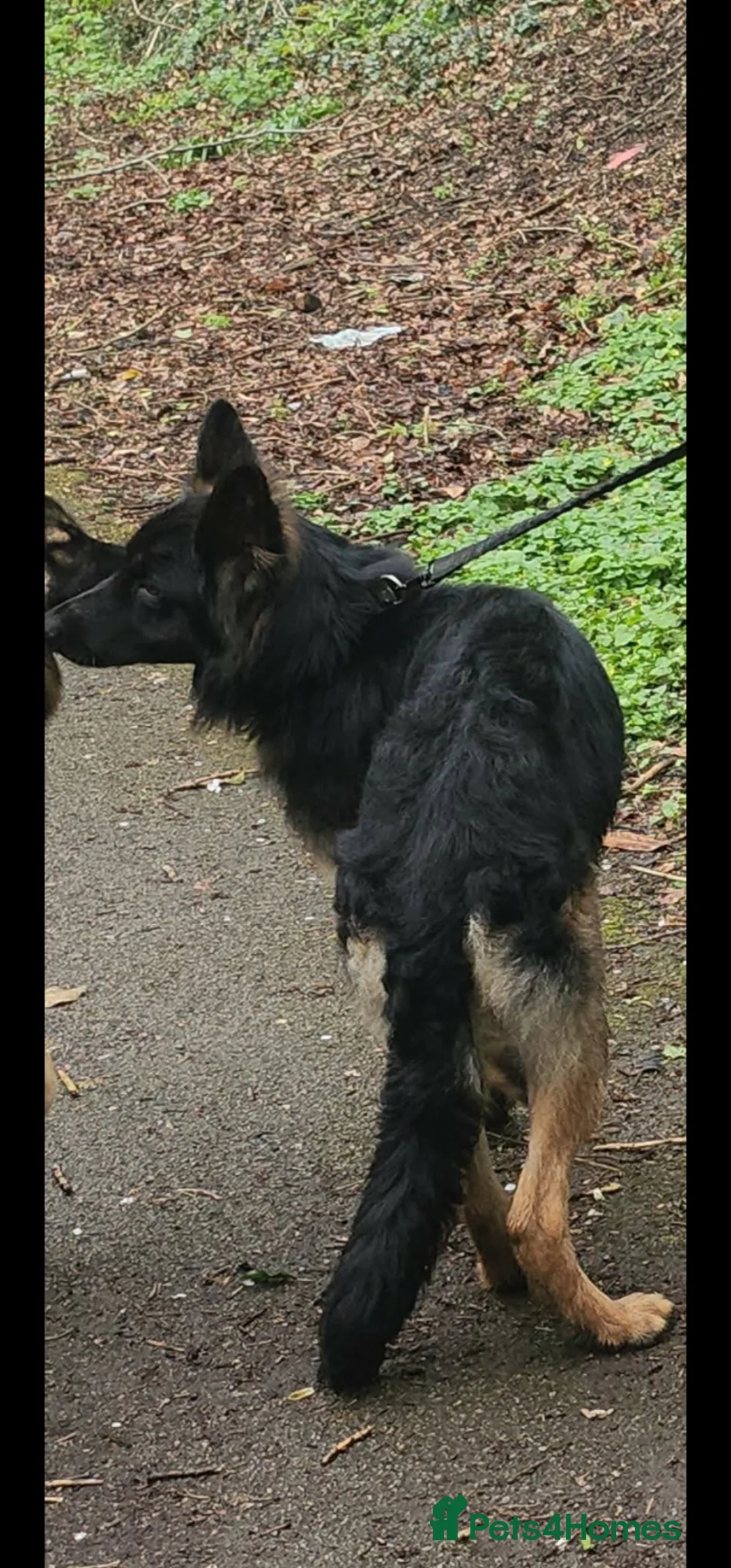 German Shepherd dogs for sale: 1 year old male german shepard in Preston - Advert 2