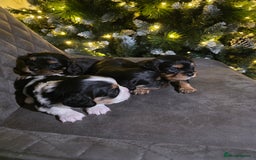 Cavalier King Charles Spaniel dogs for sale: Cavalier King Charles puppies  - Advert 2