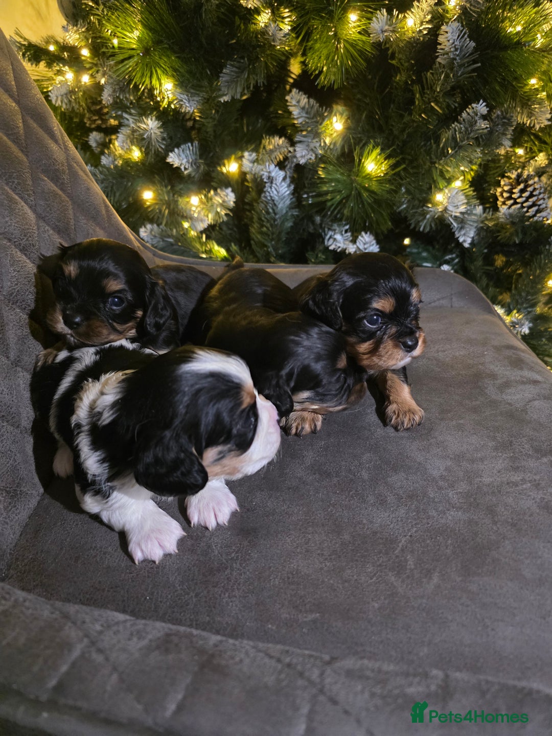 Cavalier King Charles Spaniel dogs for sale: Cavalier King Charles puppies  - Advert 2
