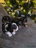 Cavalier King Charles Spaniel dogs Cavalier King Charles puppies - Advert 8