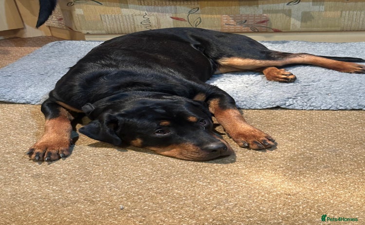 Rottweiler dogs - Advert 1