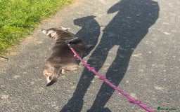 Staffordshire Bull Terrier dogs for sale: Blue staffy rehome - Image 3