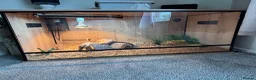 Bearded Dragon reptiles for sale: Bearded dragon  in Bicester - Advert 3