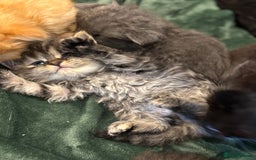 Ragdoll cats for sale: Ragdoll X Persian - Image 1