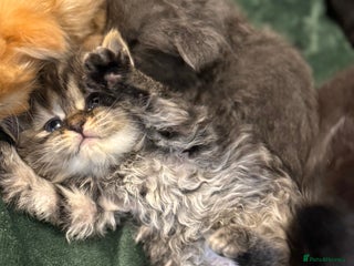 Ragdoll cats - Advert 2