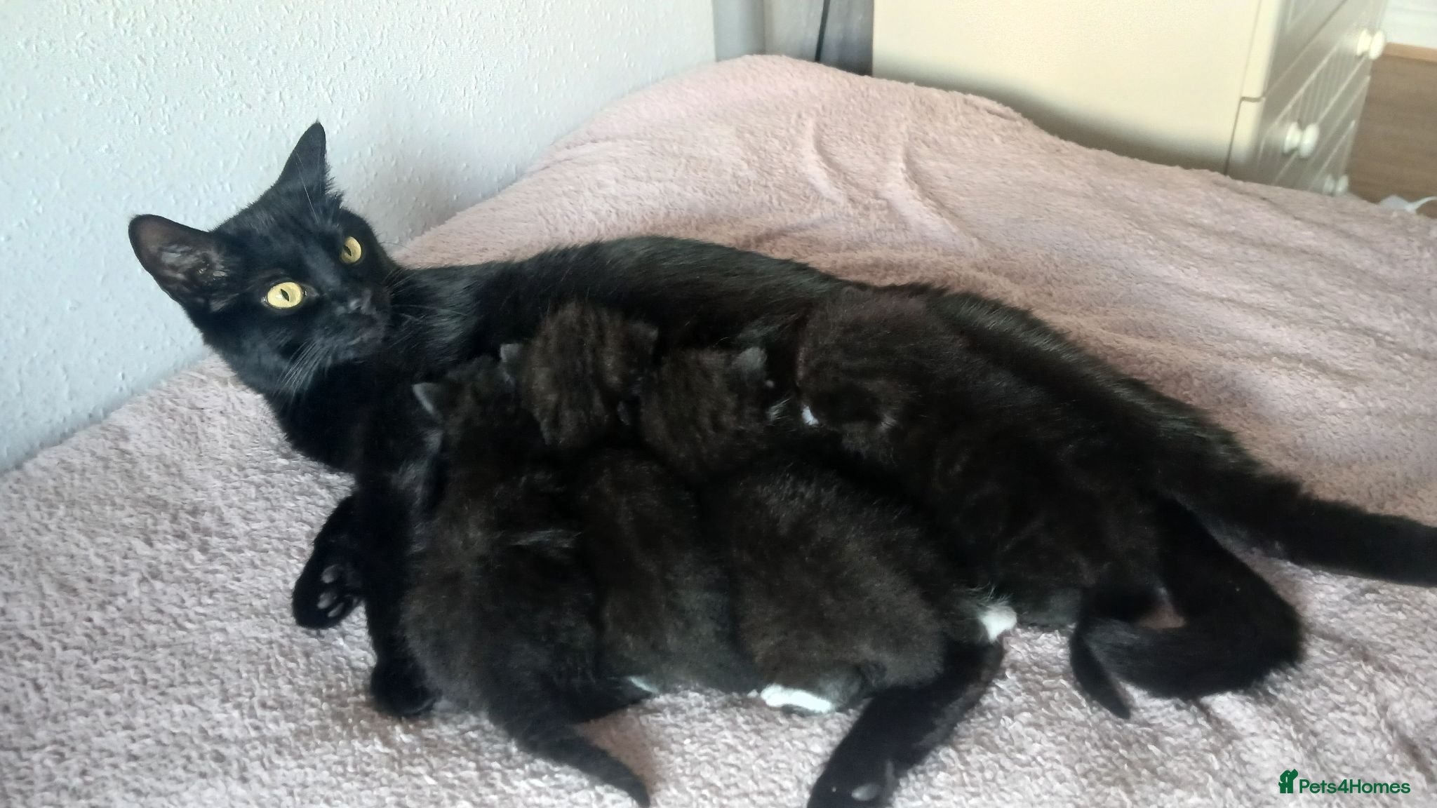 Mixed Breed cats *1 girl left* - Advert 15