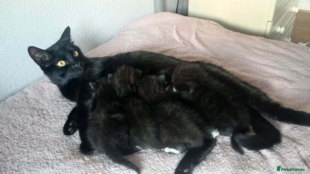 Mixed Breed cats for sale: *1 girl left* - Advert 1