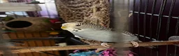 Budgerigars birds for sale: two budgies  - Advert 7