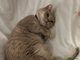 British Shorthair cats Female kitten - Advert 2