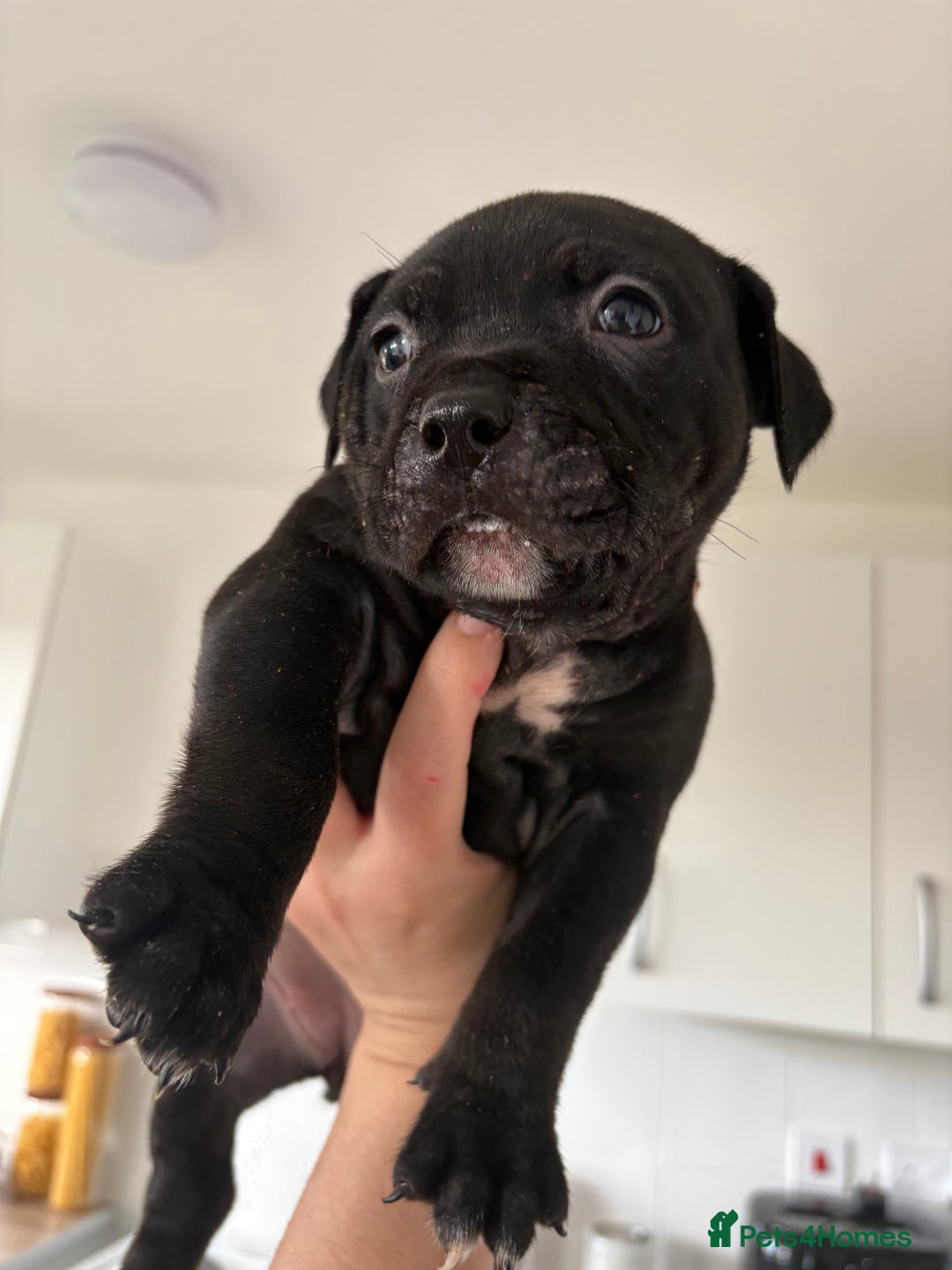 Mixed Breed dogs for sale: Staffie x puppies  - Advert 2