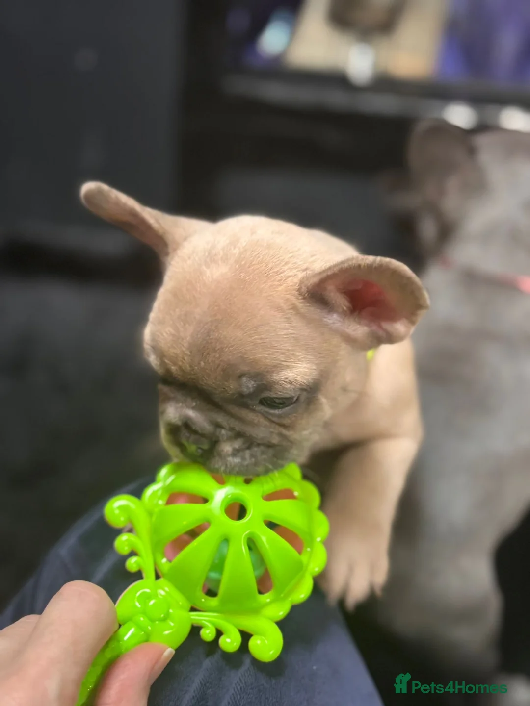 French Bulldog dogs for sale: Gorgeous French Bulldog Puppies for Sale  in Weymouth - Advert 2