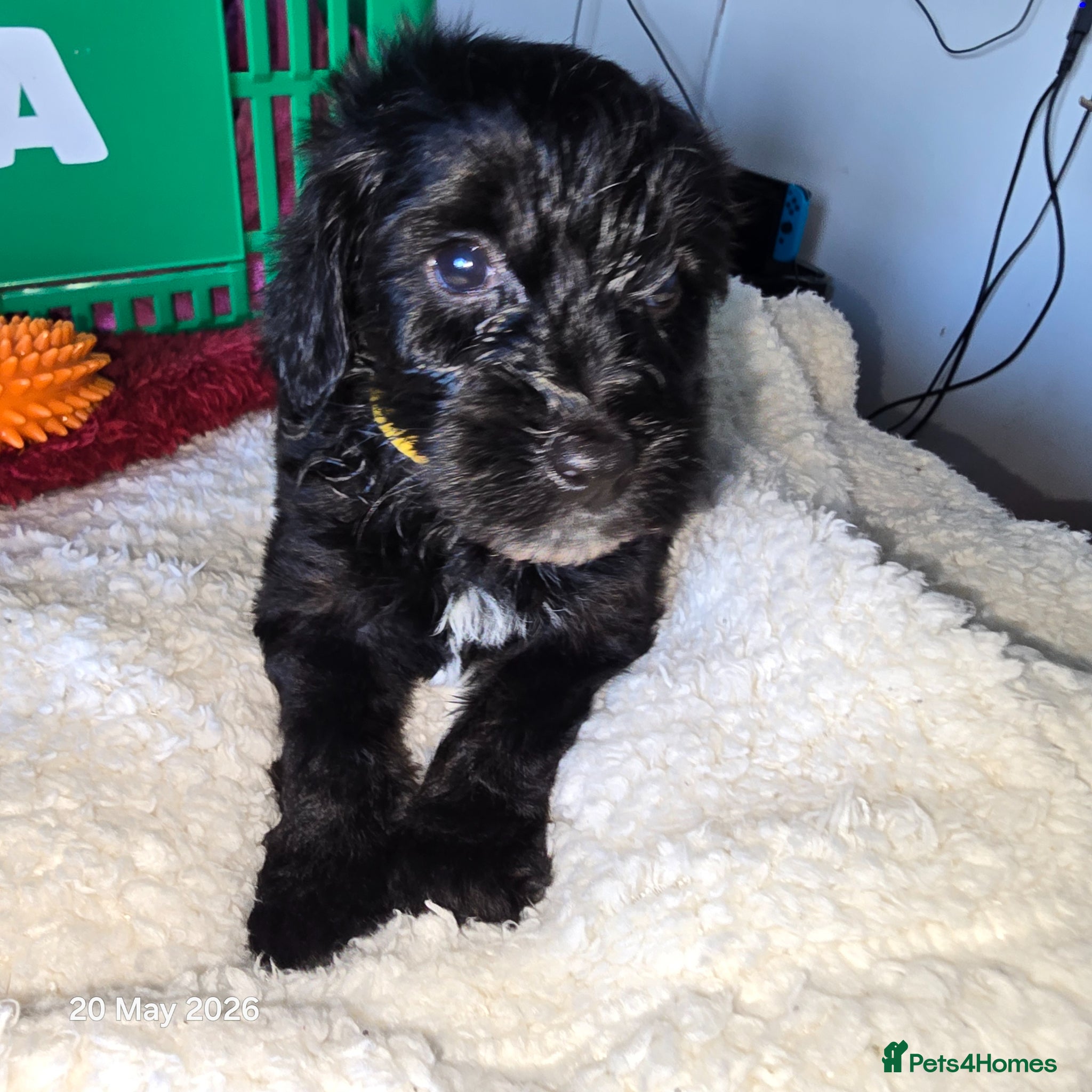 Mixed Breed dogs for sale: Cockapoo/ yorkiepoo mix in Saint Leonards-on-sea - Advert 6