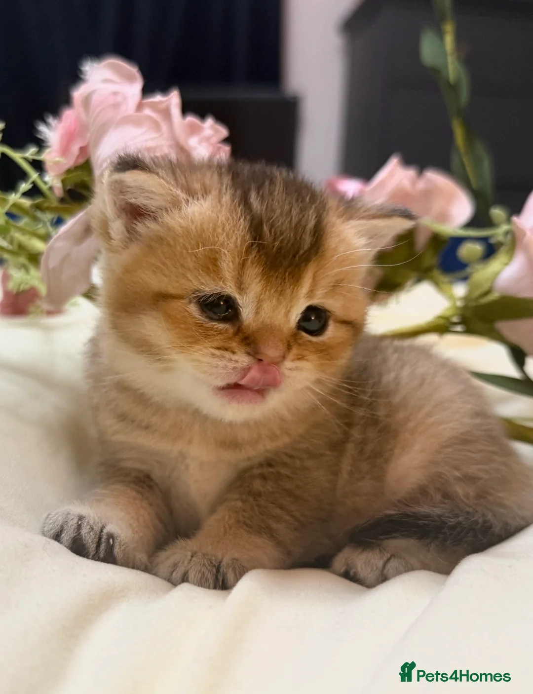 British Shorthair cats for sale: Beautiful British Shorthair Kittens  - Advert 2