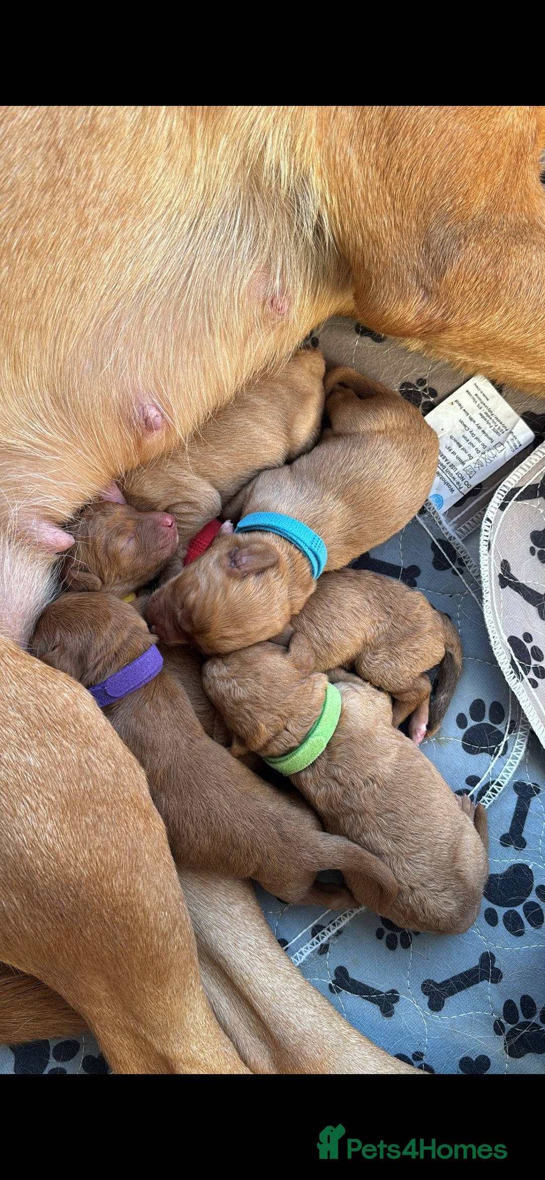 Labradoodle dogs for sale: F1 Toy / Miniature Labradoodles  - Advert 9