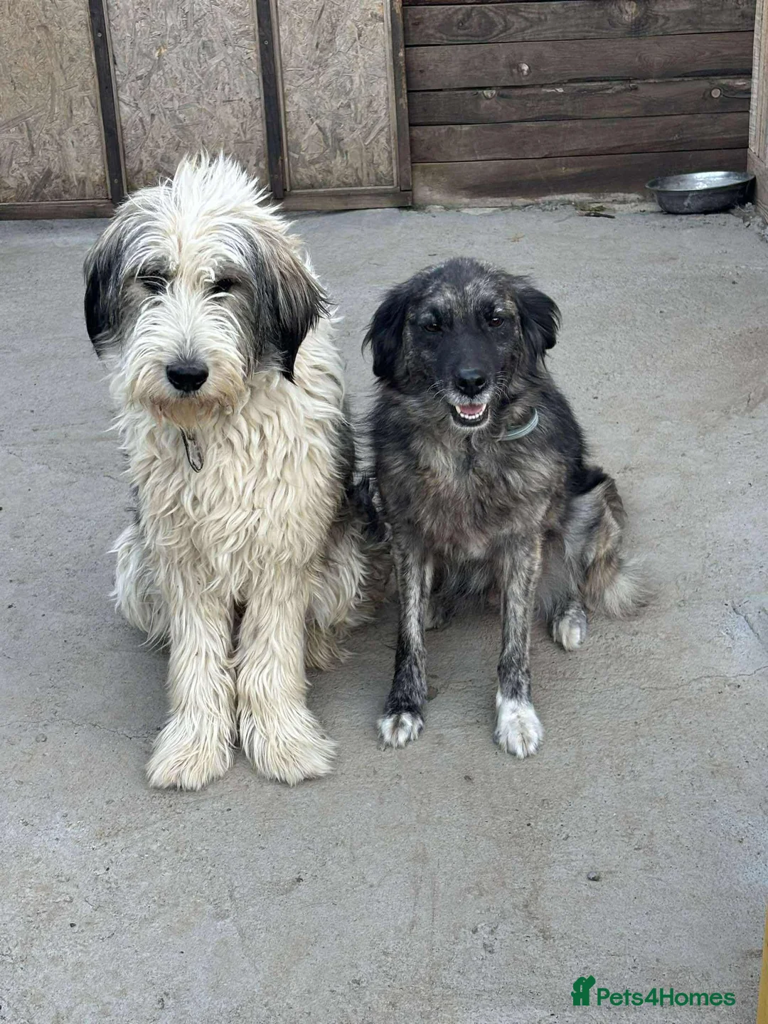 Mixed Breed dogs for adoption: Toby! in Leeds - Advert 9