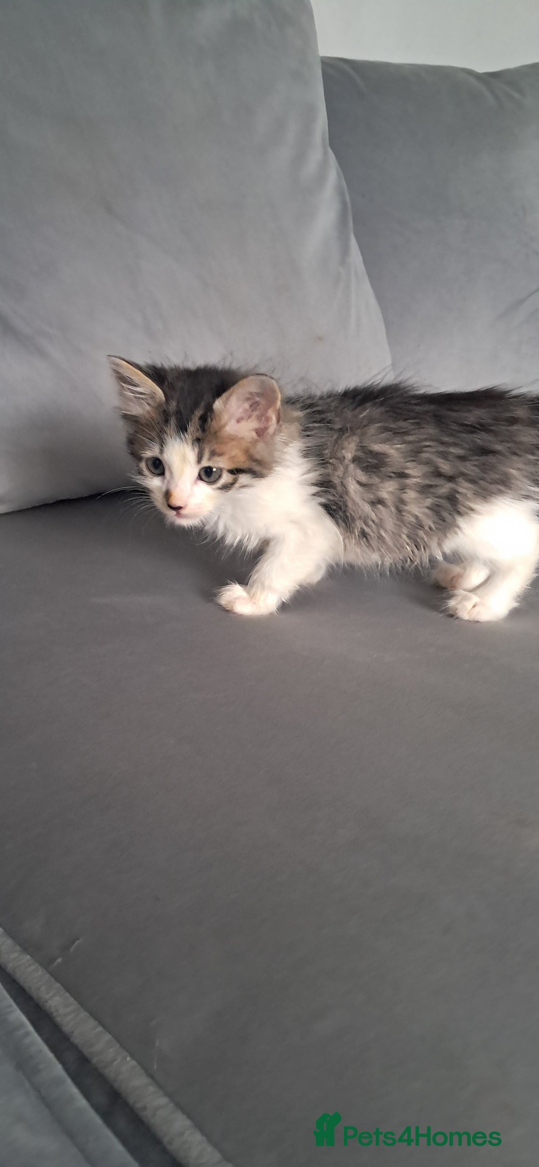 British Shorthair cats for sale: Gorgeous kittens ready now - Image 8