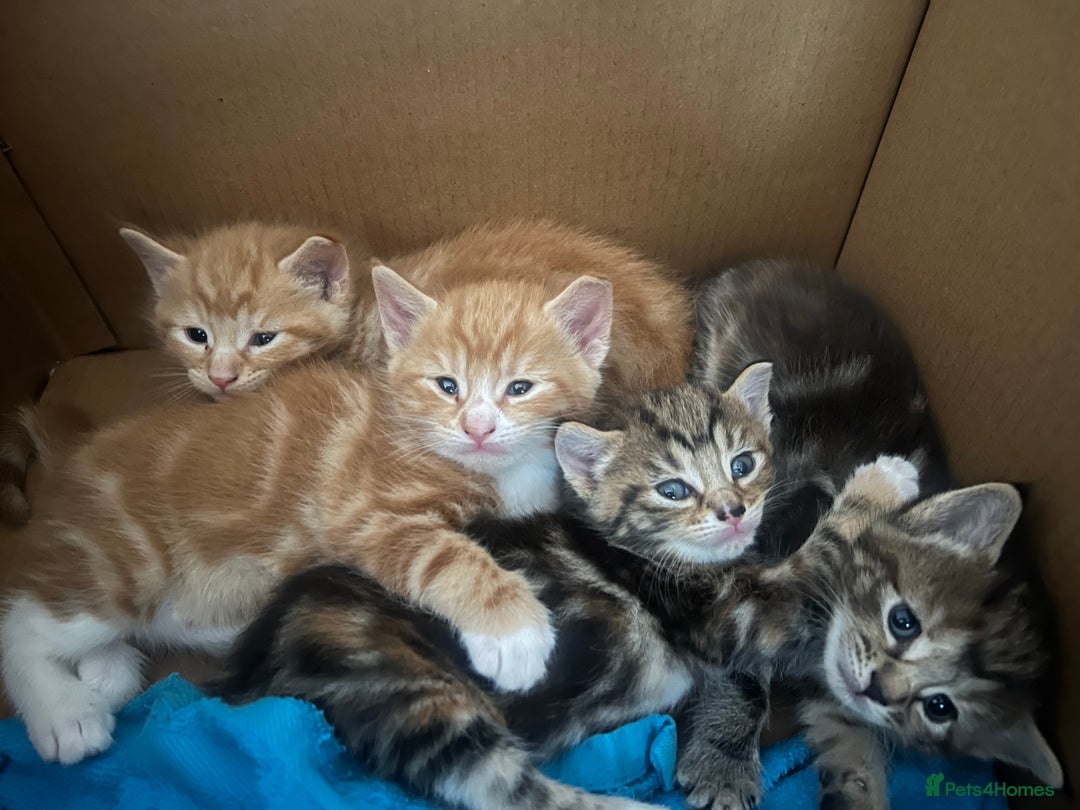 Mixed Breed cats for sale:  Beautiful Kittens for Sale – 2 Boys & 2 Girls 🐾 - Image 27