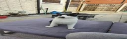 Mixed Breed cats for sale: 17 month old male cat for rehoming - Advert 1