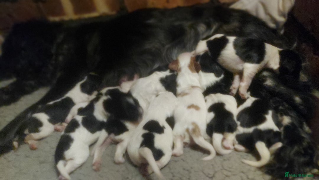 Cockalier dogs for sale: Cockalier  - Advert 9