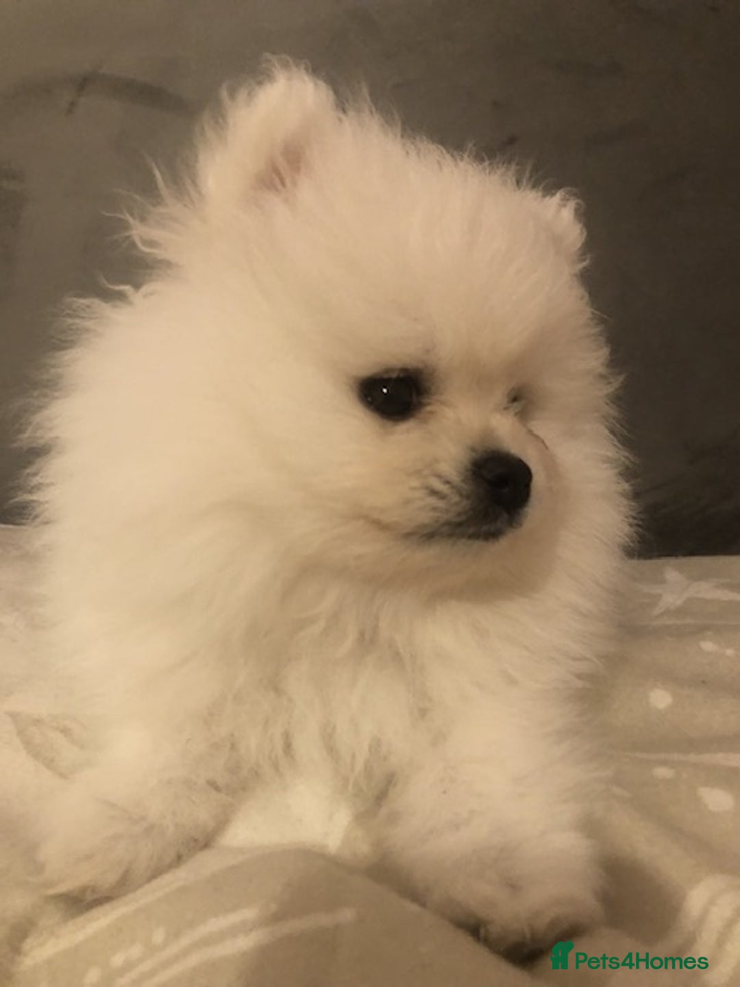 Pomeranian dogs for sale: Teddy Face , Pop Quality, Tiny BOY! - Advert 11