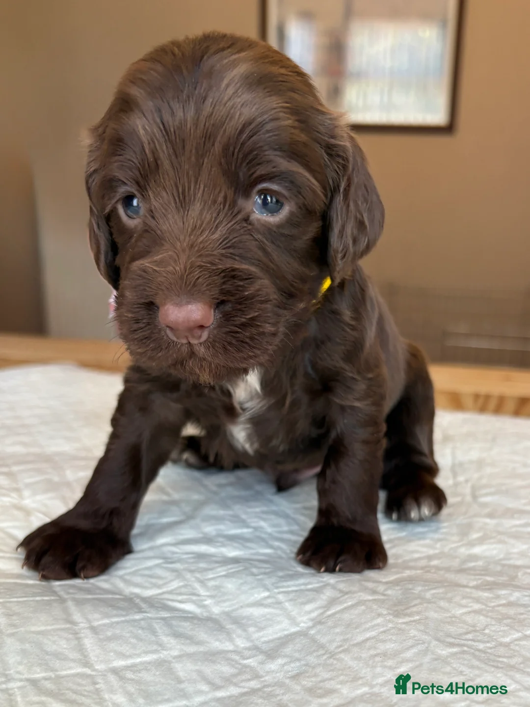 Cocker Spaniel dogs for sale: 8 cocker spaniel puppies for sale  - Advert 9