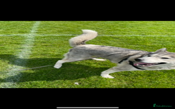 Mixed Breed dogs for sale: Siberian husky cross belgian malinois - Image 37