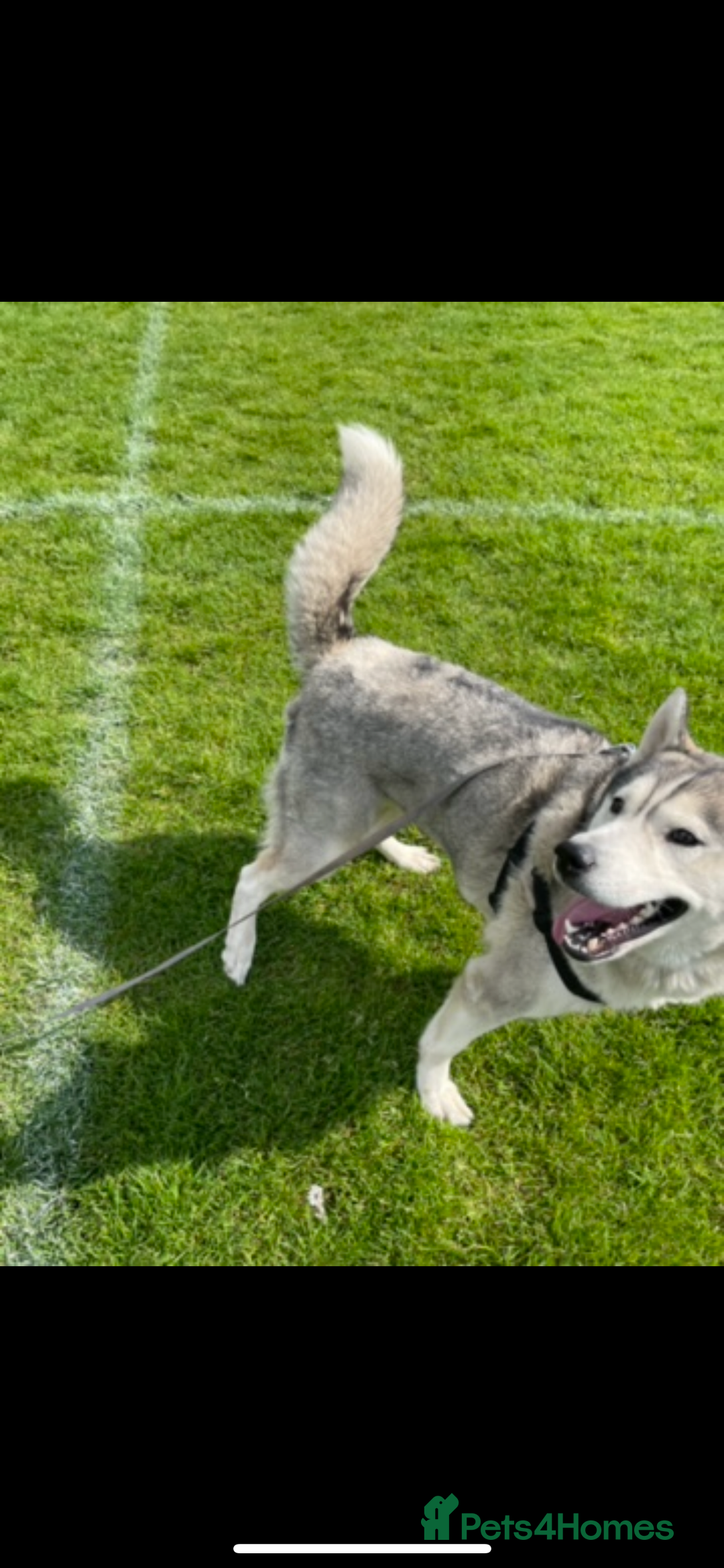 Mixed Breed dogs for sale: Siberian husky cross belgian malinois - Image 37