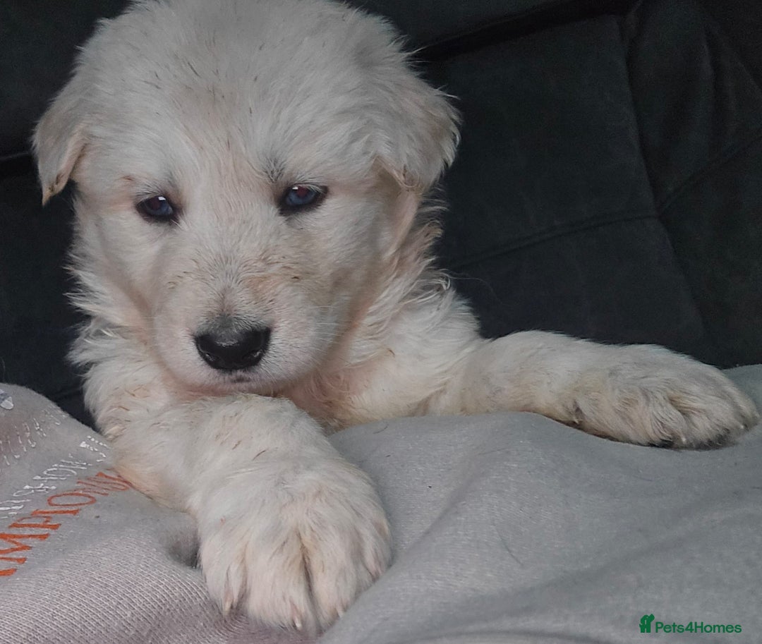 Shepsky dogs for sale: Shepsky puppies looking for forever home - Advert 3