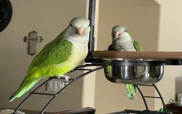Parrots birds for sale: Beautiful baby tamed green Quaker  talking parrot  in Coventry - Image 3