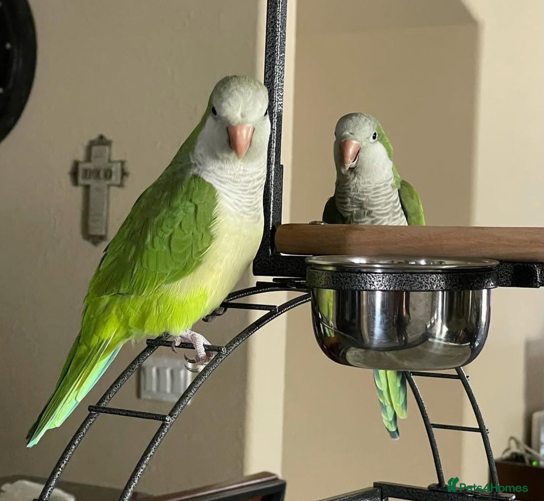 Parrots birds for sale: Beautiful baby tamed green Quaker  talking parrot  in Coventry - Image 3
