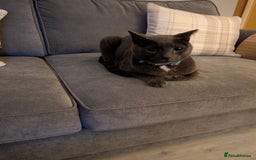 Domestic Shorthair cats for sale: Kylo  - Image 1