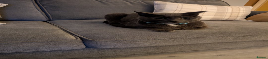 Domestic Shorthair Kitten 1