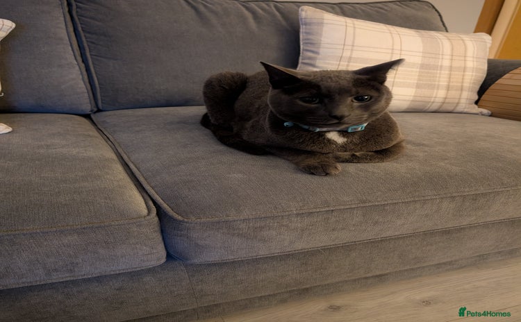 Domestic Shorthair cats - Advert 2