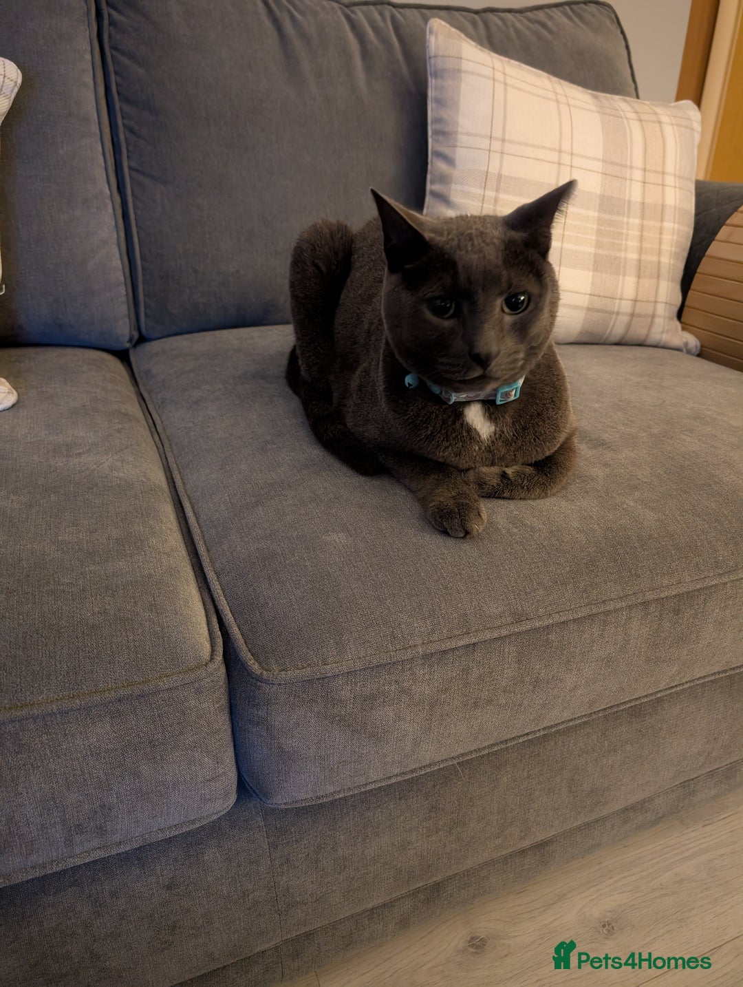 Domestic Shorthair cats for sale: Kylo  - Image 1