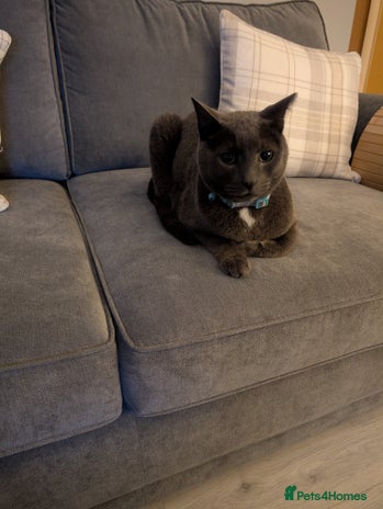 Domestic Shorthair cats - Advert 13