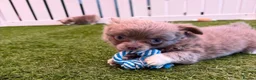 Chihuahua dogs for sale: Long coat chihuahua two boys available - Advert 20