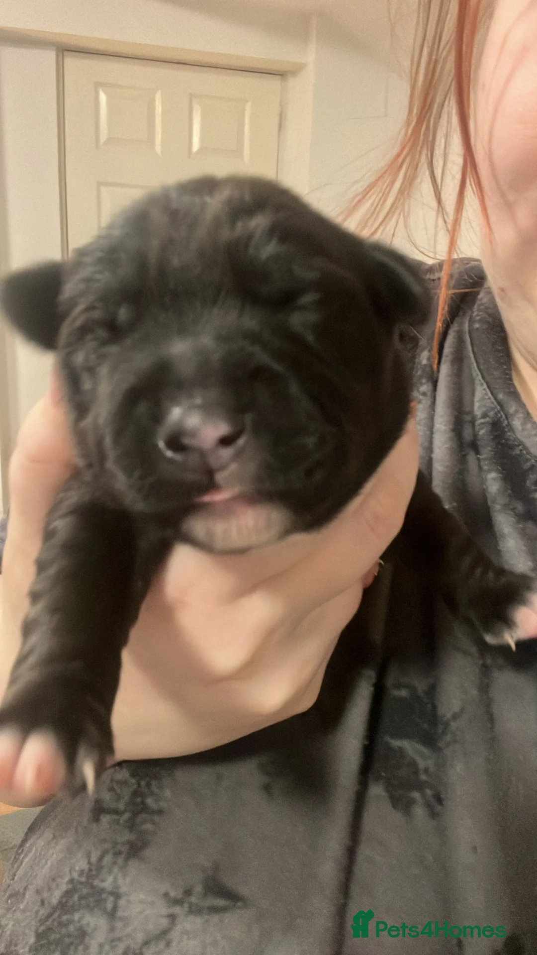 Mixed Breed dogs for sale: 2 beautiful girl puppies for sale - Advert 19