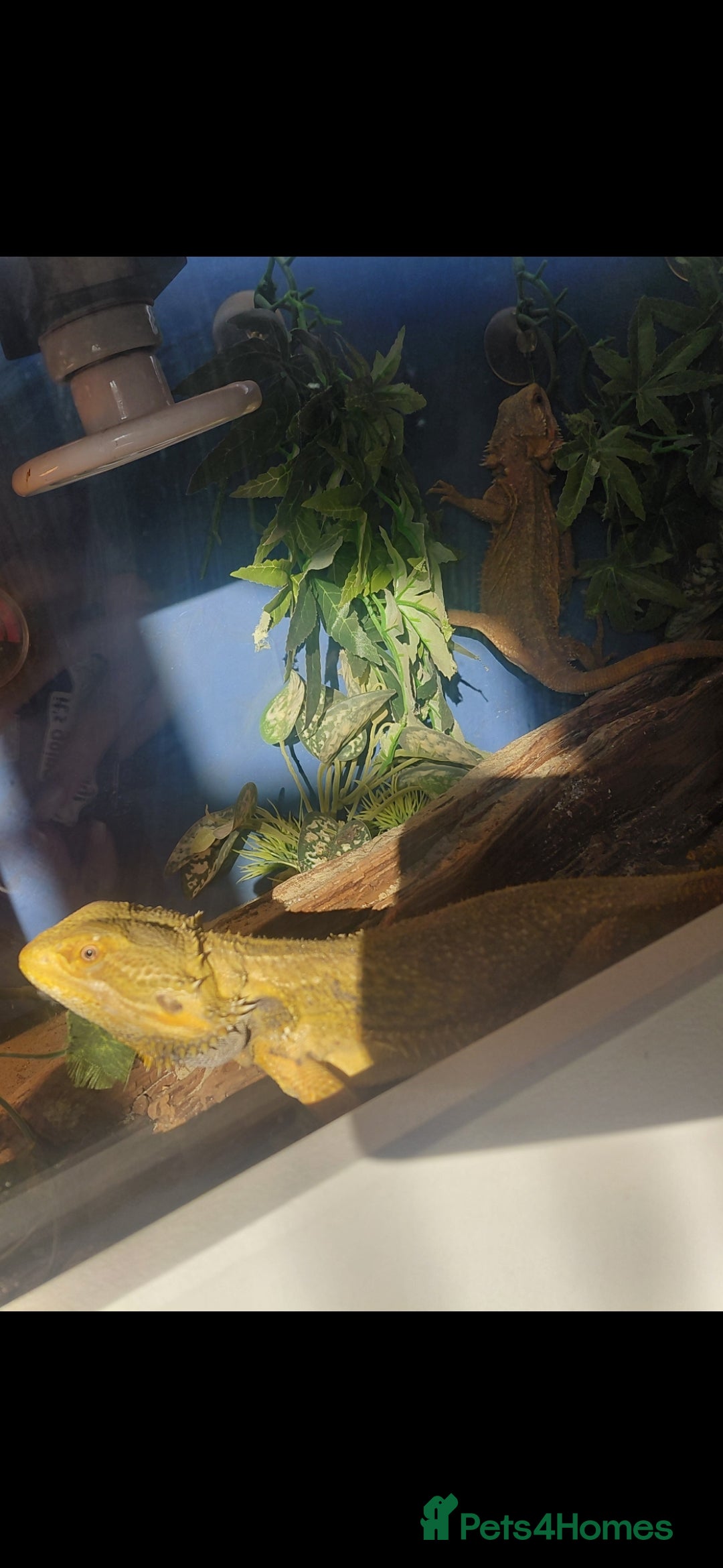 Bearded Dragon reptiles 2 bearded dragons and viv - Advert 3
