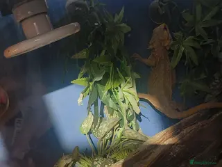 Bearded Dragon reptiles 2 bearded dragons and viv - Advert 3