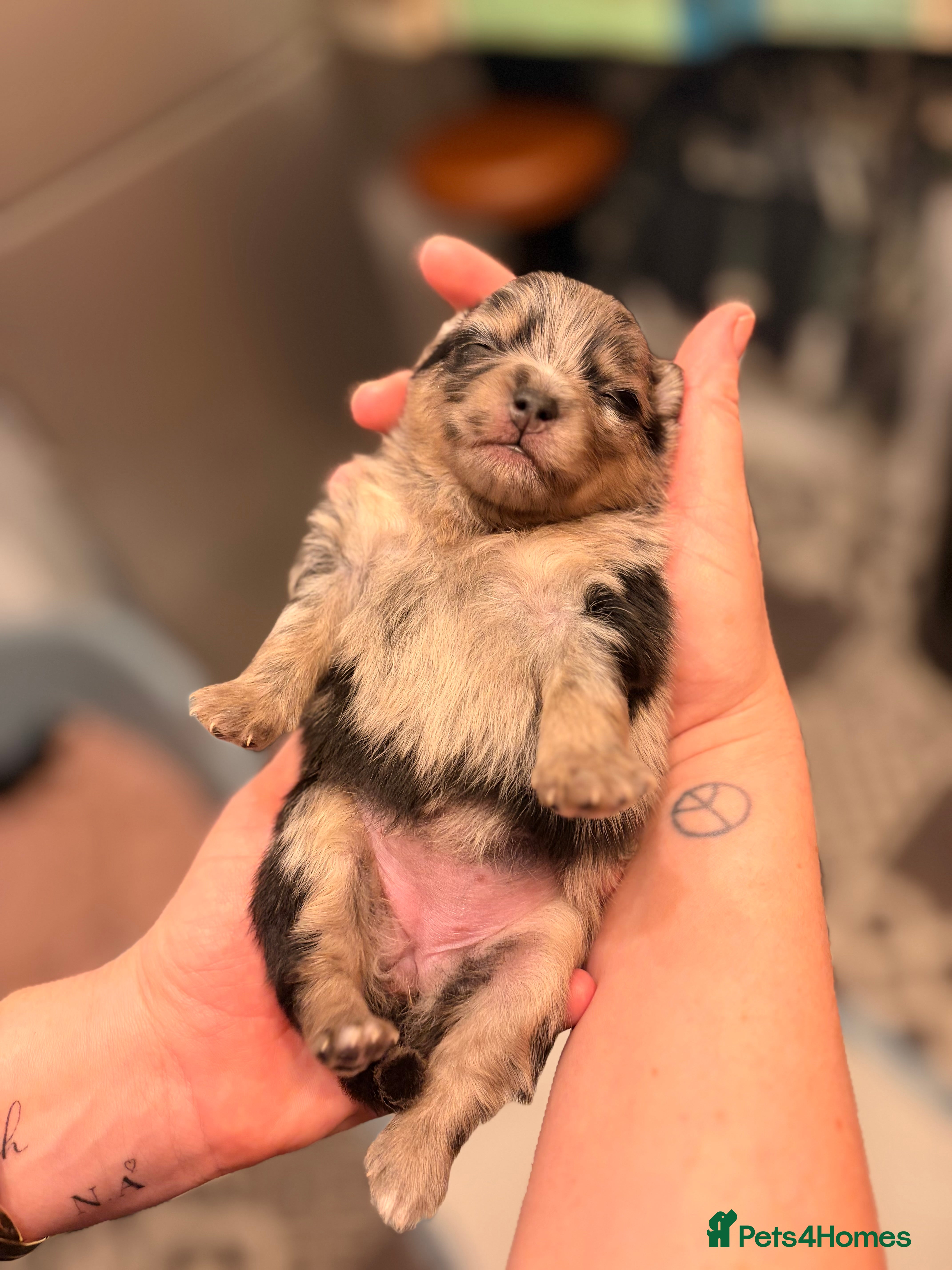 Pomeranian dogs Beautiful mini Pom bears - Advert 1