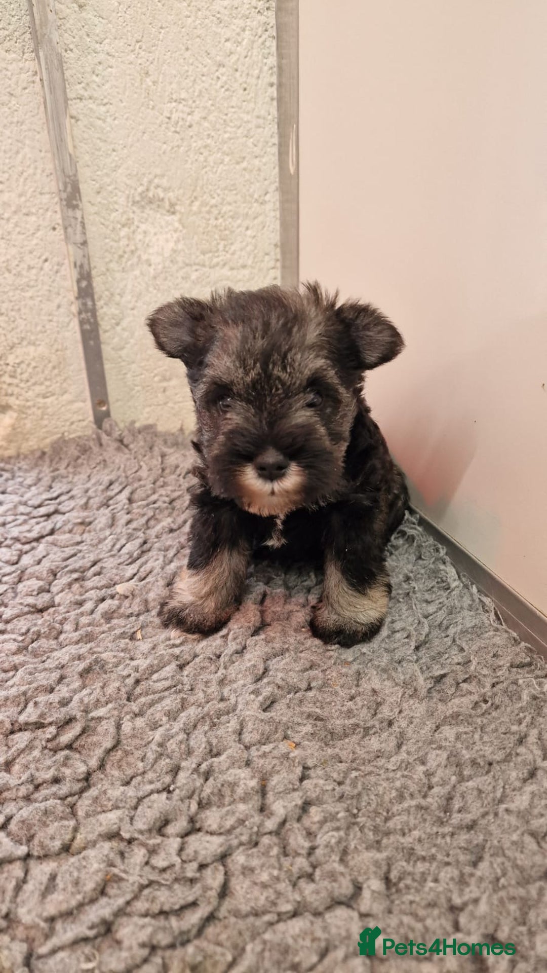 Miniature Schnauzer dogs for sale: KC mini Schnauzer  - Image 5