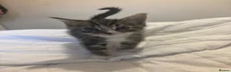 Mixed Breed cats for sale: 2 male kittens - Advert 4