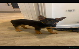 German Shepherd dogs for sale: Luna - German shepherd  - Image 2