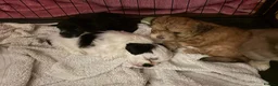 Maltese dogs for sale: F2 Maltese in Dover - Advert 2