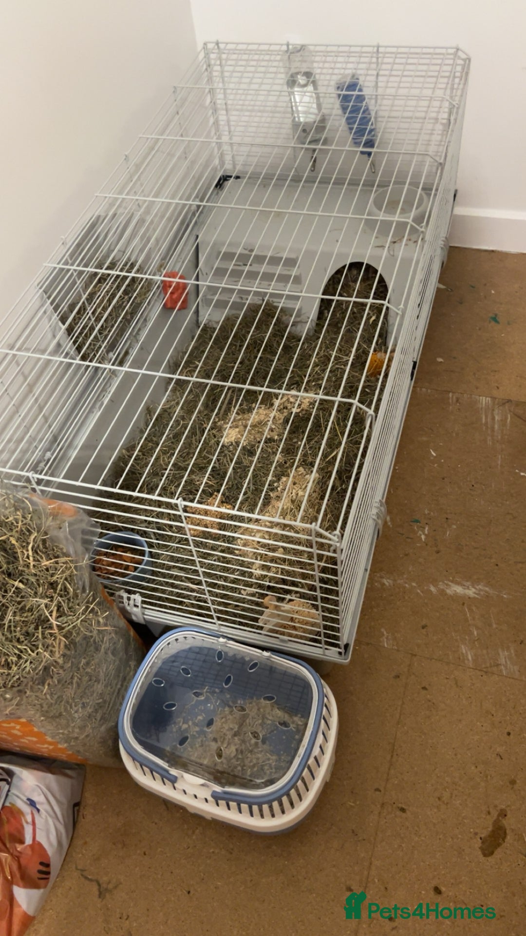 Guinea Pig rodents for sale: 2 male 7 week old guinea pigs with everything incl - Advert 3