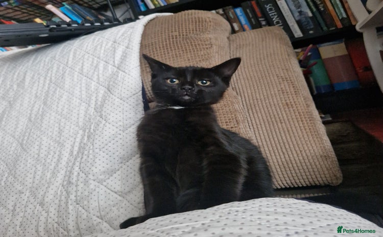 Bombay cats - Advert 2