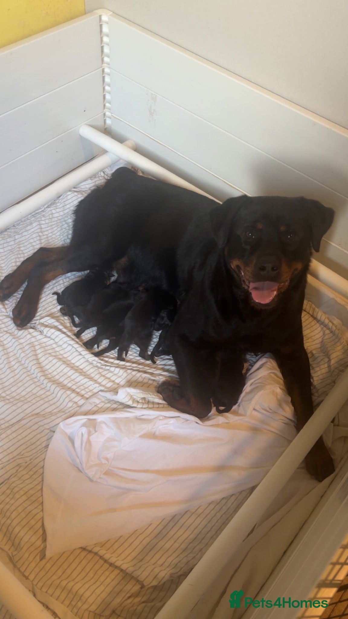 Rottweiler dogs BEAUTIFUL ROTTWEILER PUPPIES - Advert 1