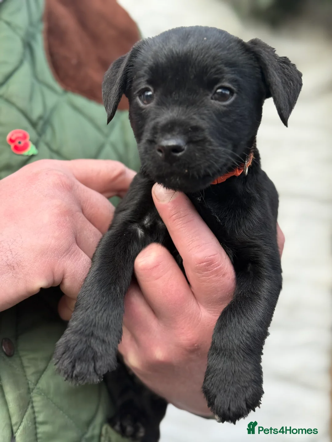 Mixed Breed dogs for sale: Border terrier x patterdale puppies - Advert 2